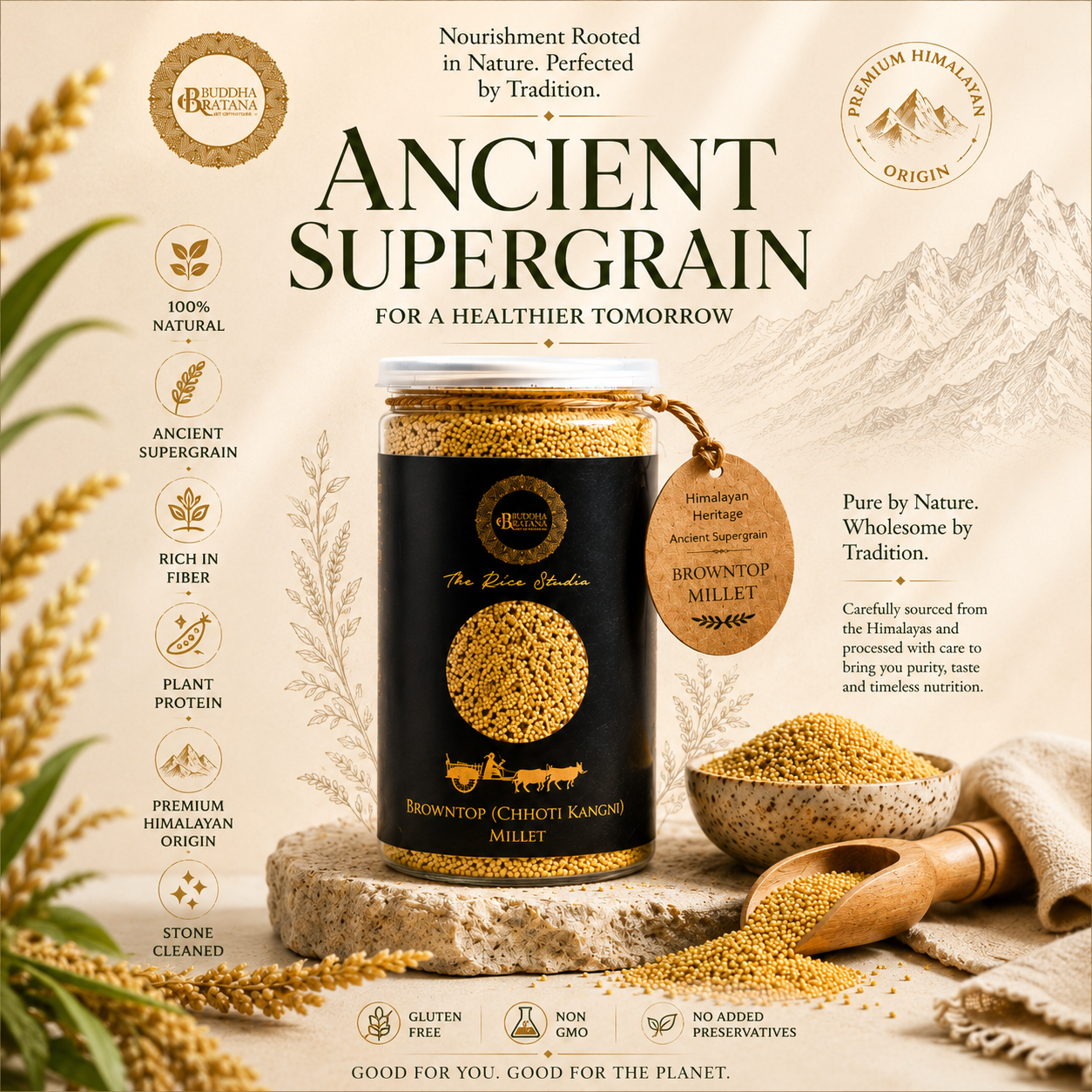 BROWNTOP ( CHOTI KANGANI ) MILLET